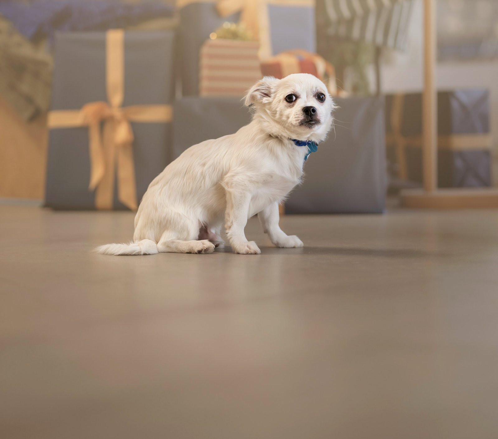 JACK WHITE - Corgi / Jack Russell Terrier available for adoption