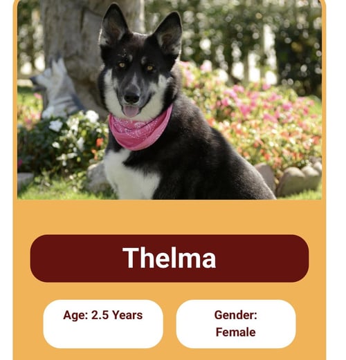 LOUISE AND THELMA CONTACT SYLVA - German Shepherd Dog / Husky available for adoption