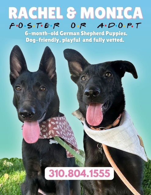 RACHEL, MONICA, & MENUSH - Belgian Shepherd Malinois available for adoption