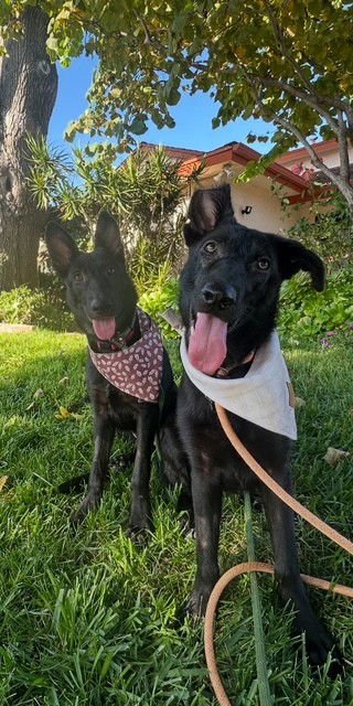 RACHEL, MONICA, & MENUSH - Belgian Shepherd Malinois available for adoption