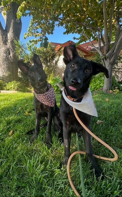 RACHEL, MONICA, & MENUSH - Photo 3