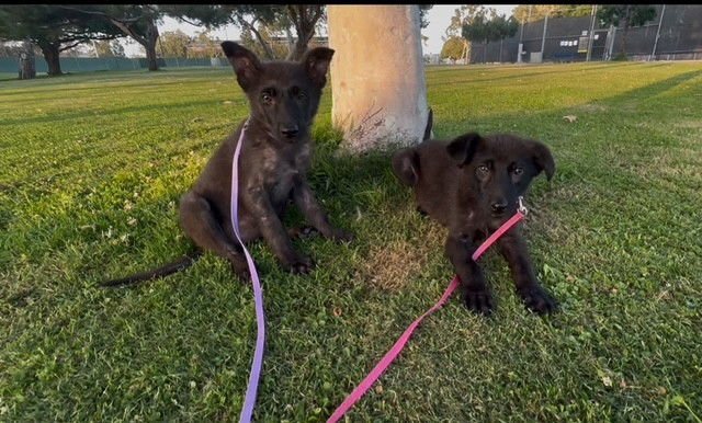 RACHEL, MONICA, & MENUSH - Photo 4