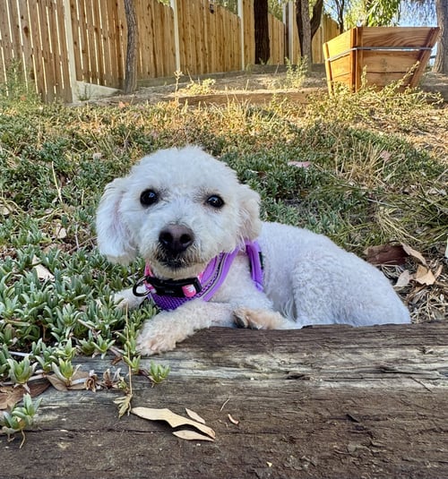 PENNY LANE - Bichon Frise available for adoption