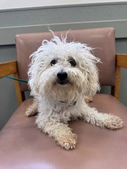 PENNY LANE - Bichon Frise available for adoption