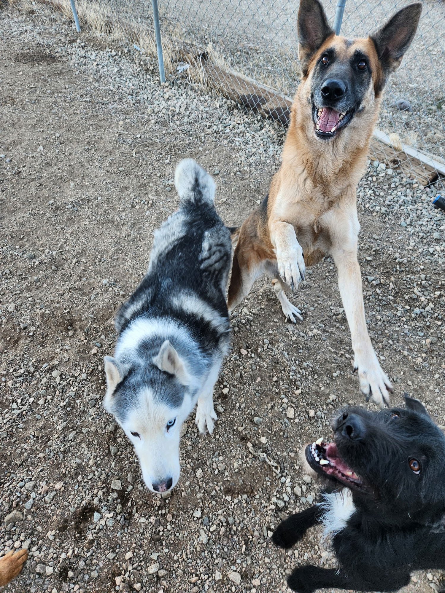 PINE CONE - German Shepherd Dog available for adoption