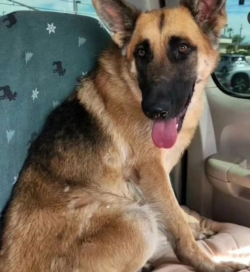 PINE CONE - German Shepherd Dog available for adoption