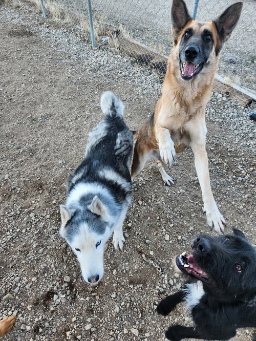 PINE CONE - German Shepherd Dog available for adoption