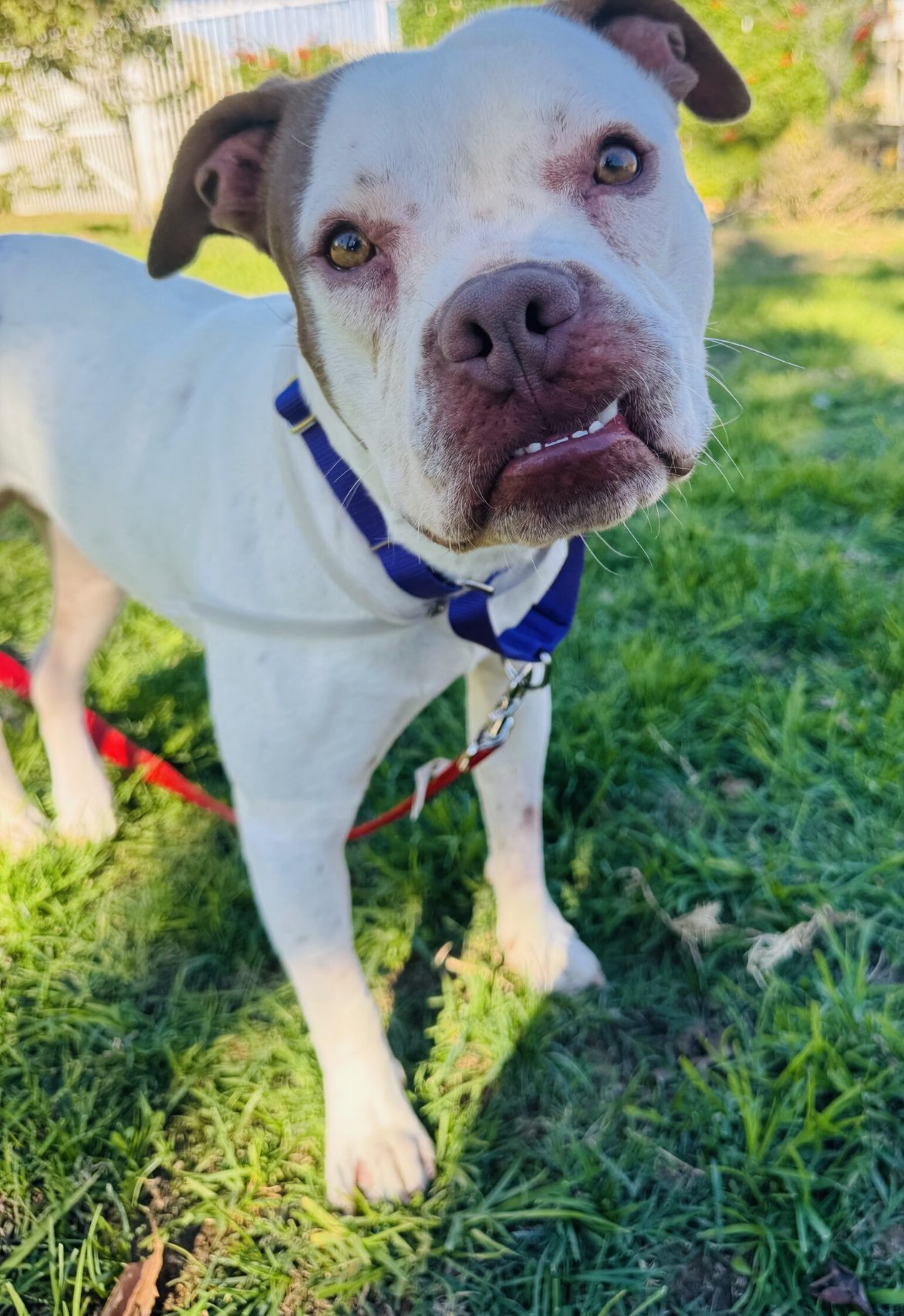 CHEVY - Boxer available for adoption