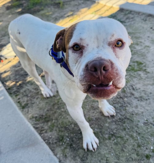 CHEVY - Boxer available for adoption