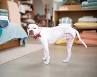 Chevy - Photo 4