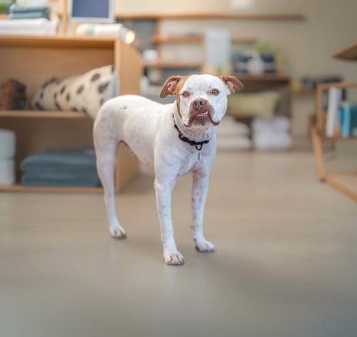 CHEVY - Boxer available for adoption