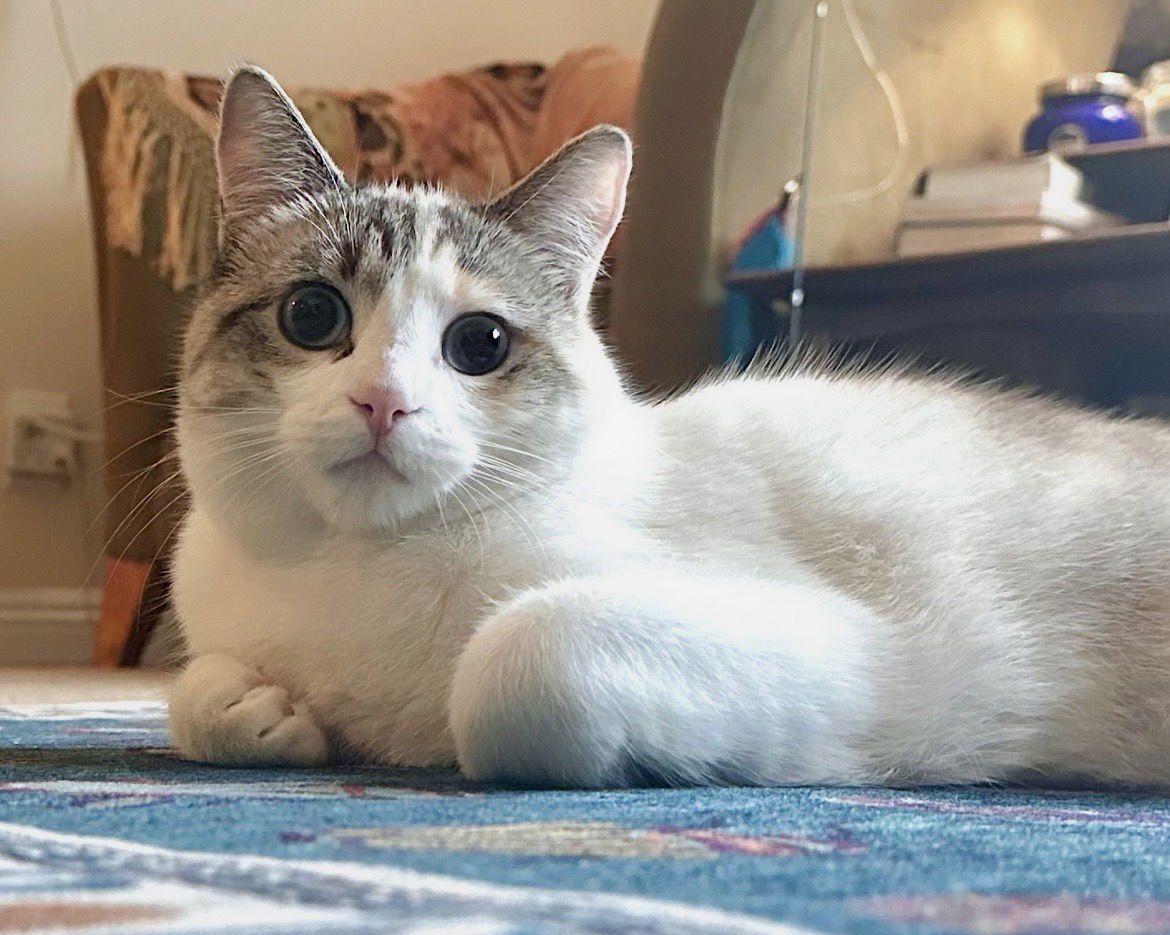 BABY GIRL  CONTACT SYLVA