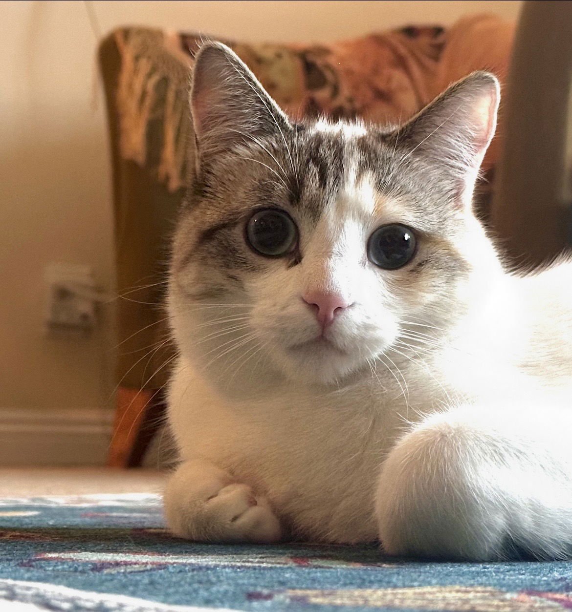 BABY GIRL  CONTACT SYLVA - Siamese / Ragdoll available for adoption