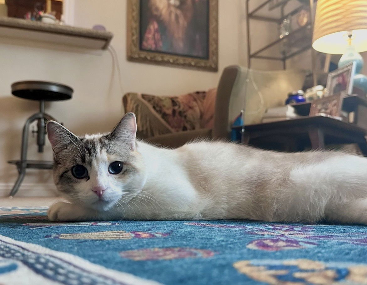 Baby Girl  Contact Sylva - Photo 3