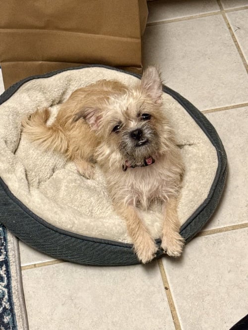 BEA - Brussels Griffon available for adoption