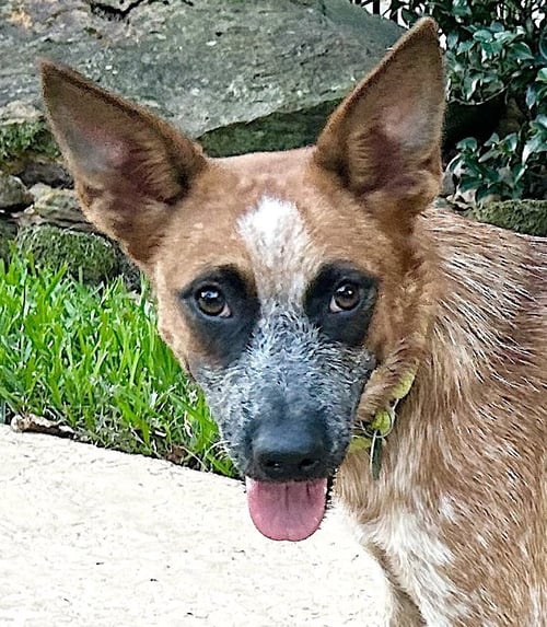 BAM BAM (RED HEELER) - Red Heeler available for adoption