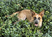 BAM BAM (red heeler) - Photo 3