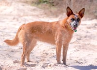 BAM BAM (red heeler) - Photo 4