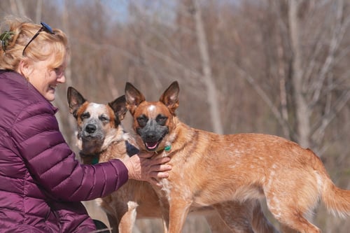 BAM BAM (RED HEELER) - Red Heeler available for adoption