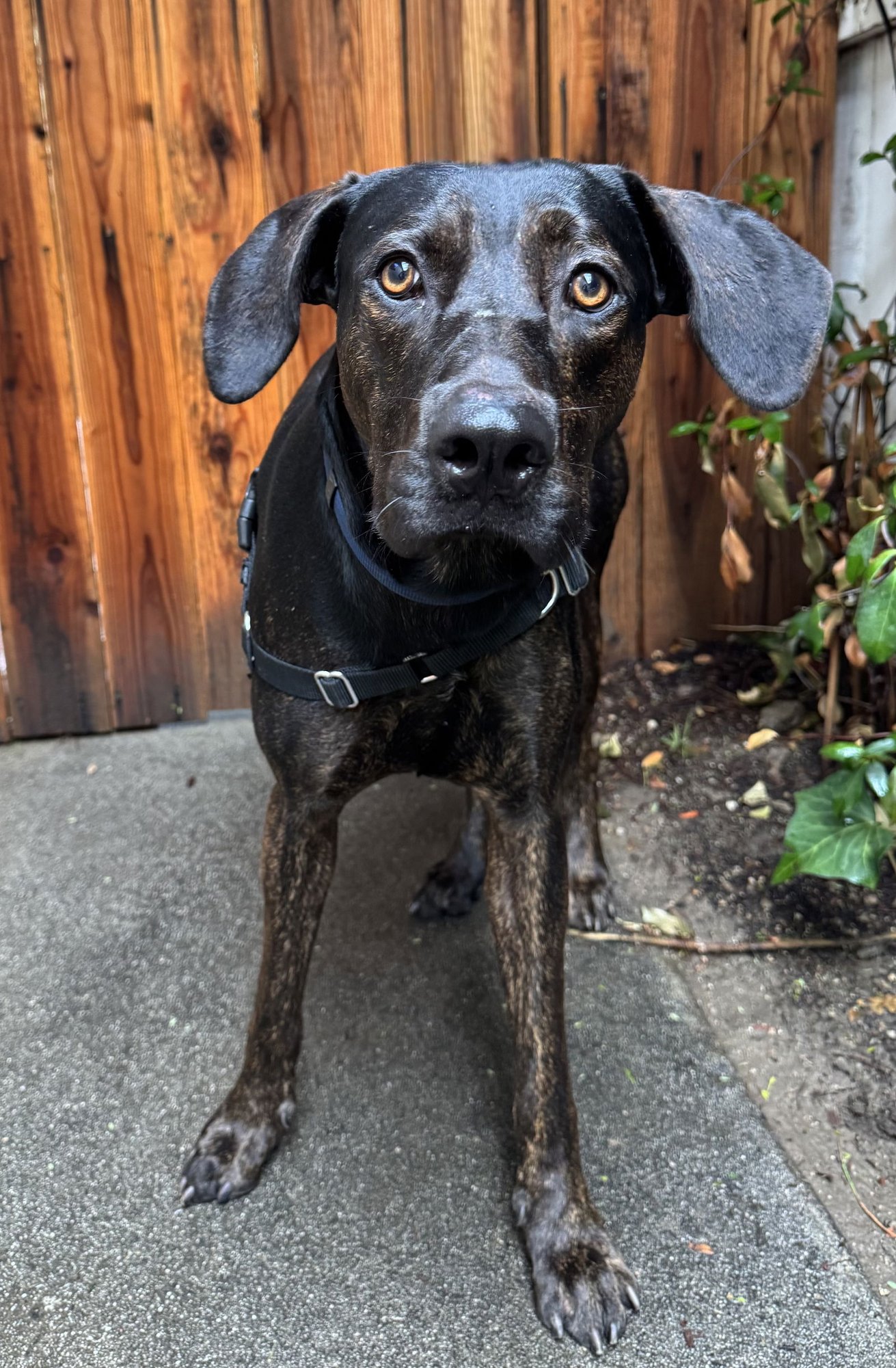 BARNEY - Great Dane available for adoption