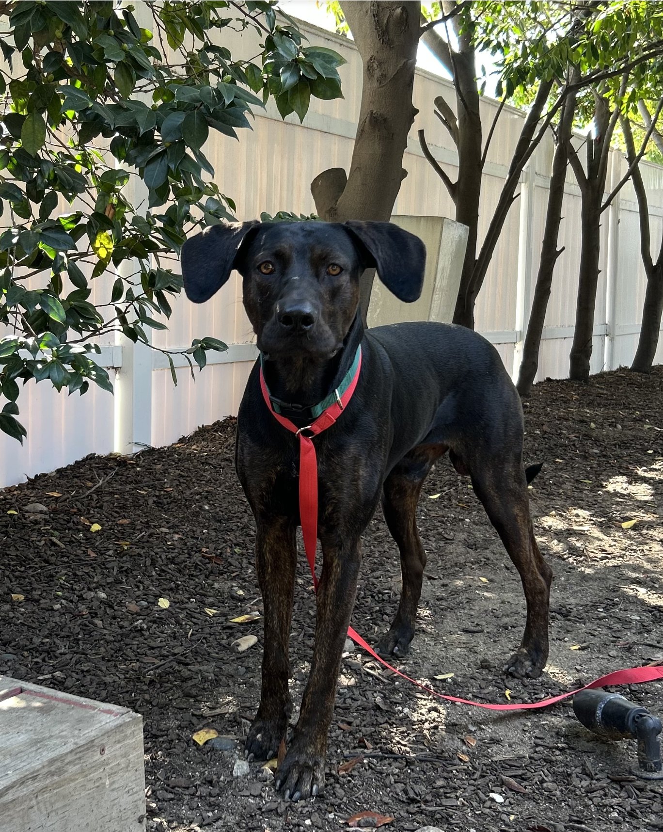 BARNEY - Great Dane available for adoption
