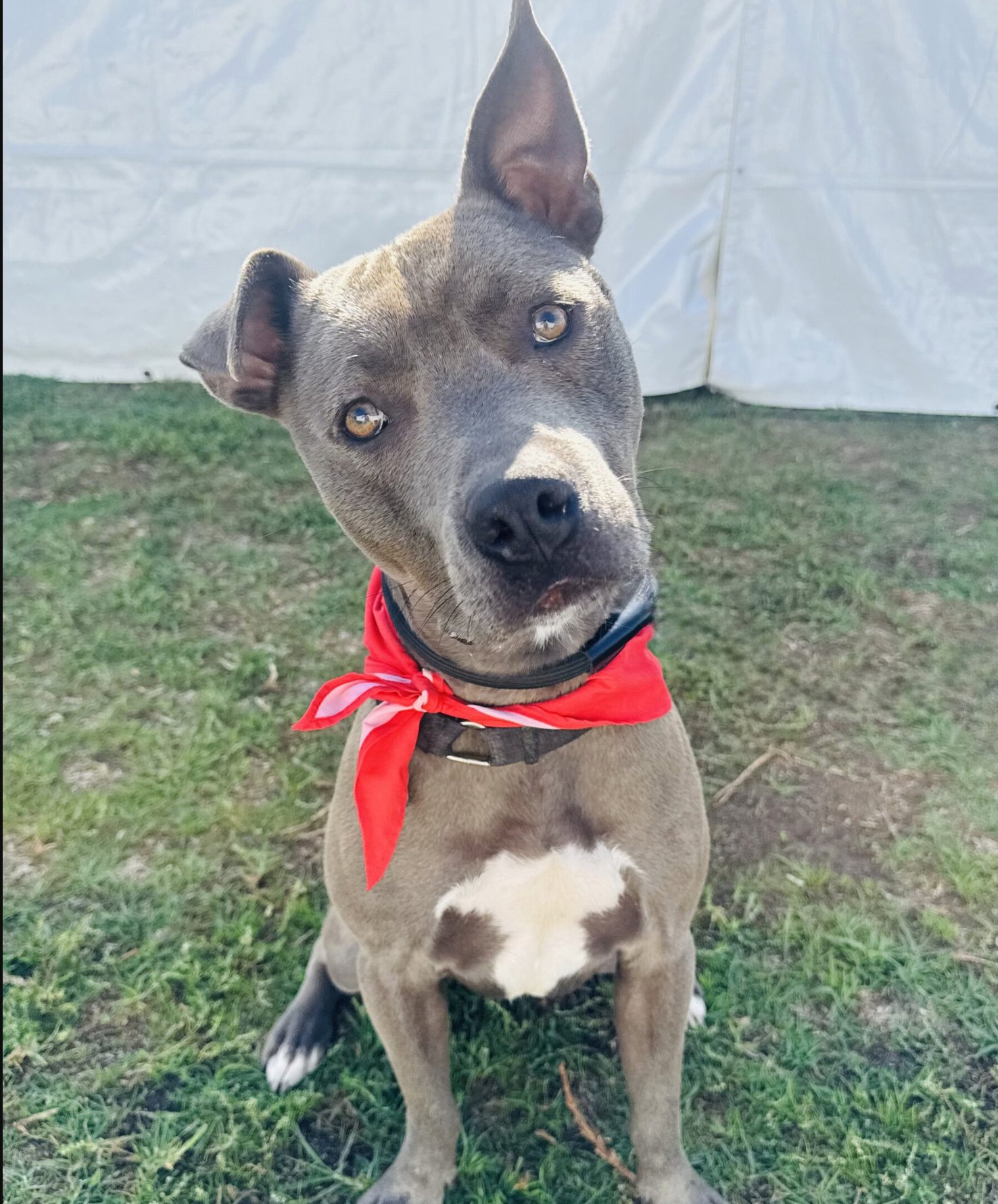 ROME - American Pit Bull Terrier available for adoption