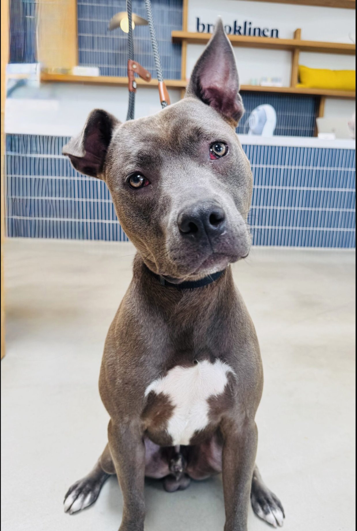 ROME - American Pit Bull Terrier available for adoption