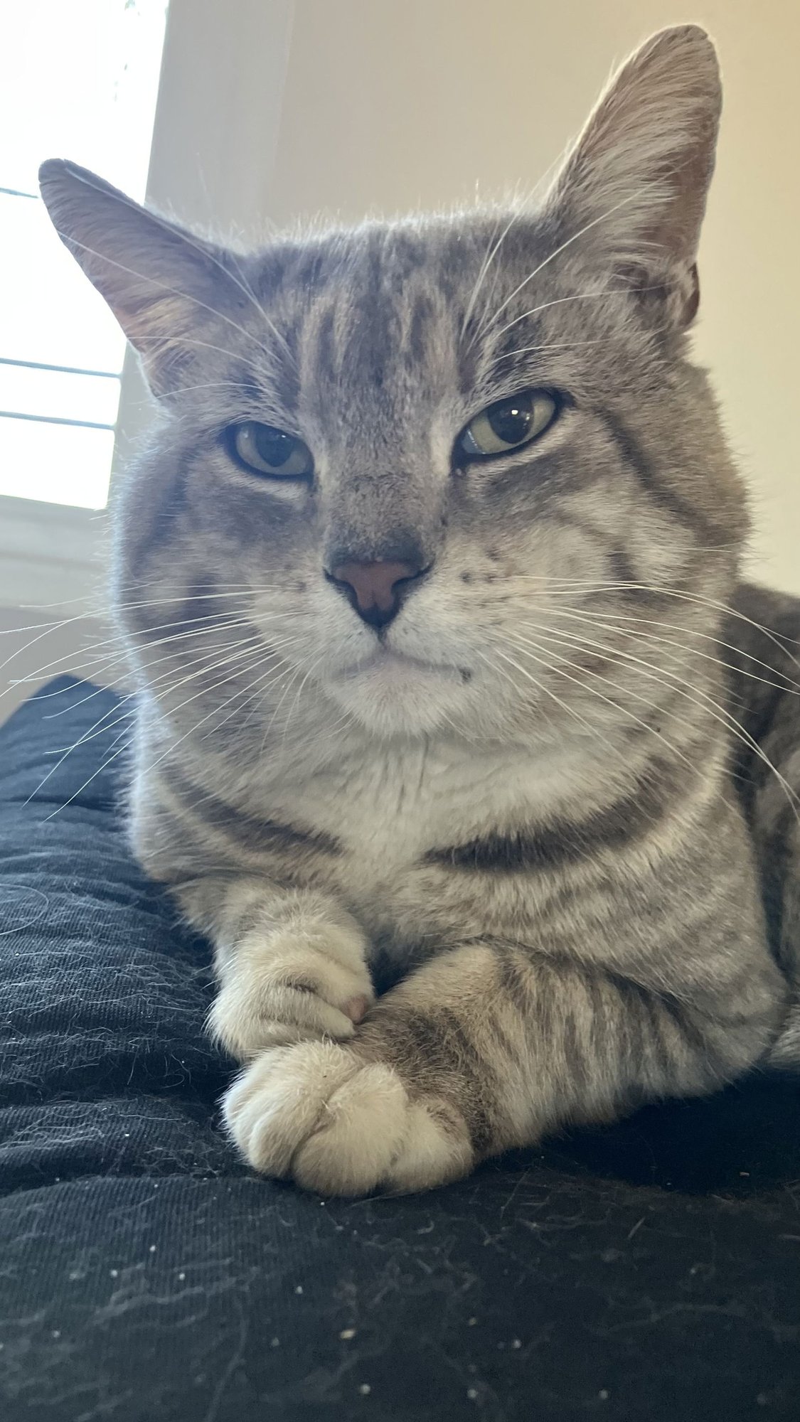 TOBY  CONTACT-SYLVA - Tabby available for adoption