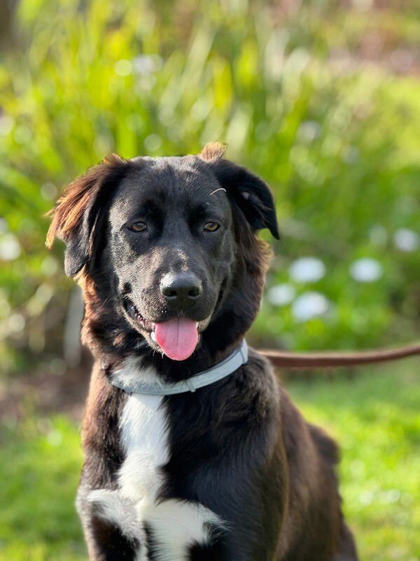 BENJAMIN - Flat-coated Retriever / Labrador Retriever available for adoption