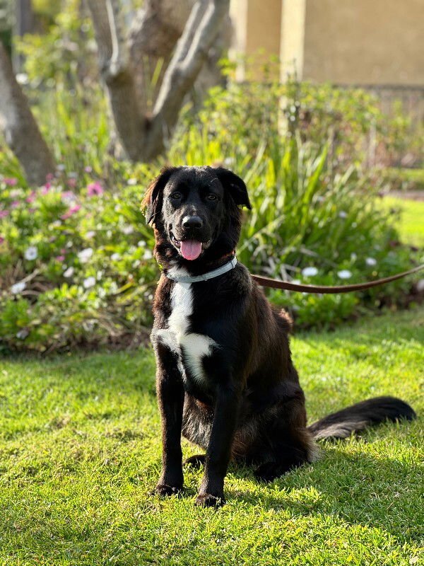 BENJAMIN - Flat-coated Retriever / Labrador Retriever available for adoption