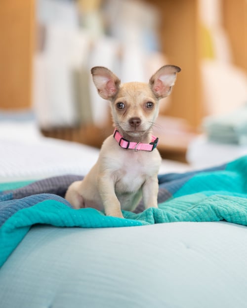 DAPHNE - Chihuahua / Terrier available for adoption