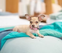 Daphne - Photo 2
