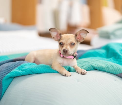 DAPHNE - Chihuahua / Terrier available for adoption