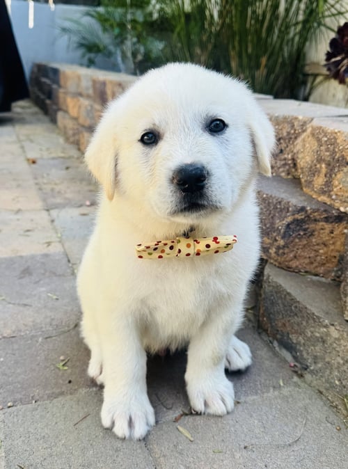 MAVERICK - Great Pyrenees available for adoption