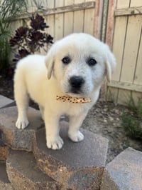 Maverick - Photo 2