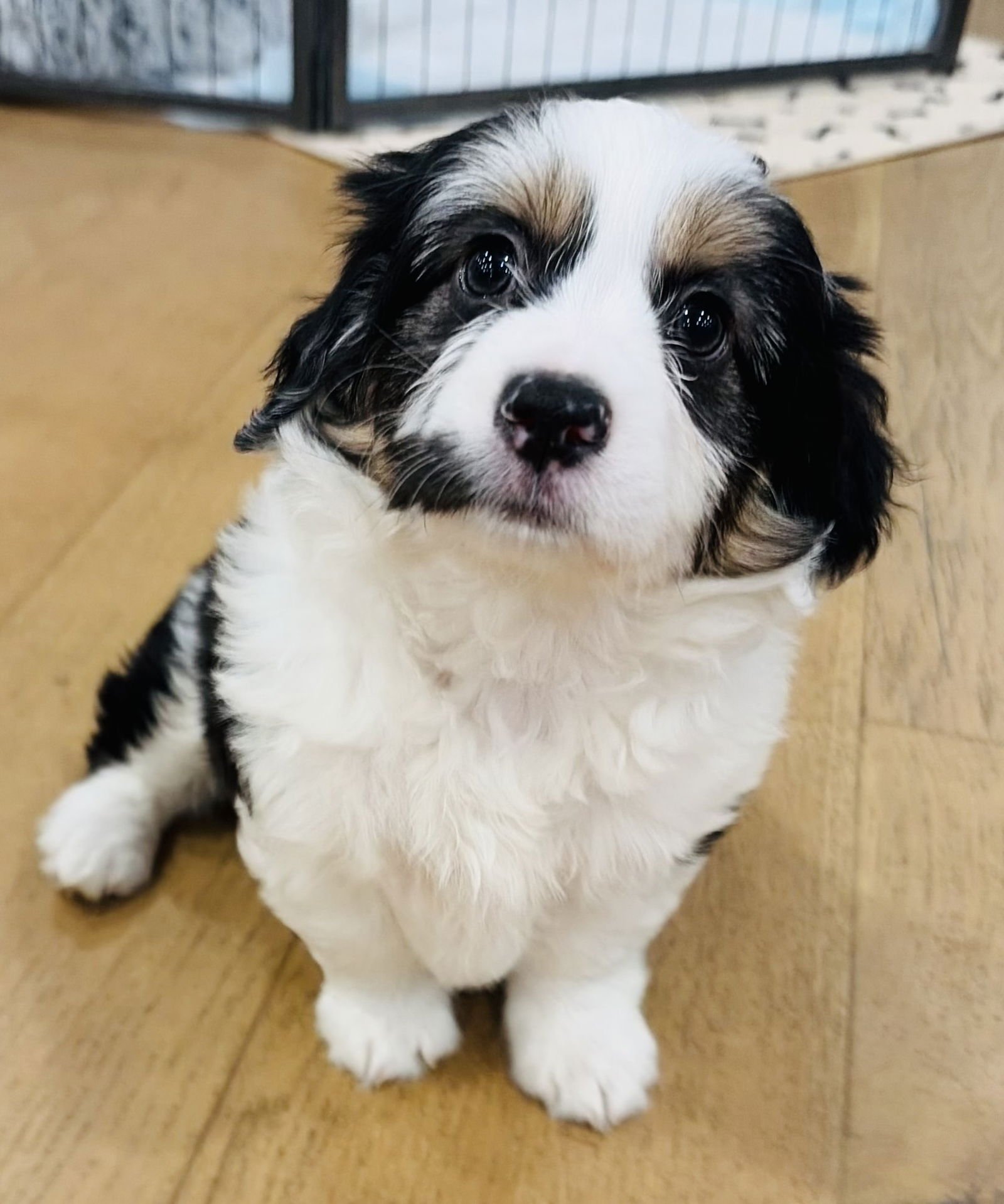 MOO - Collie available for adoption