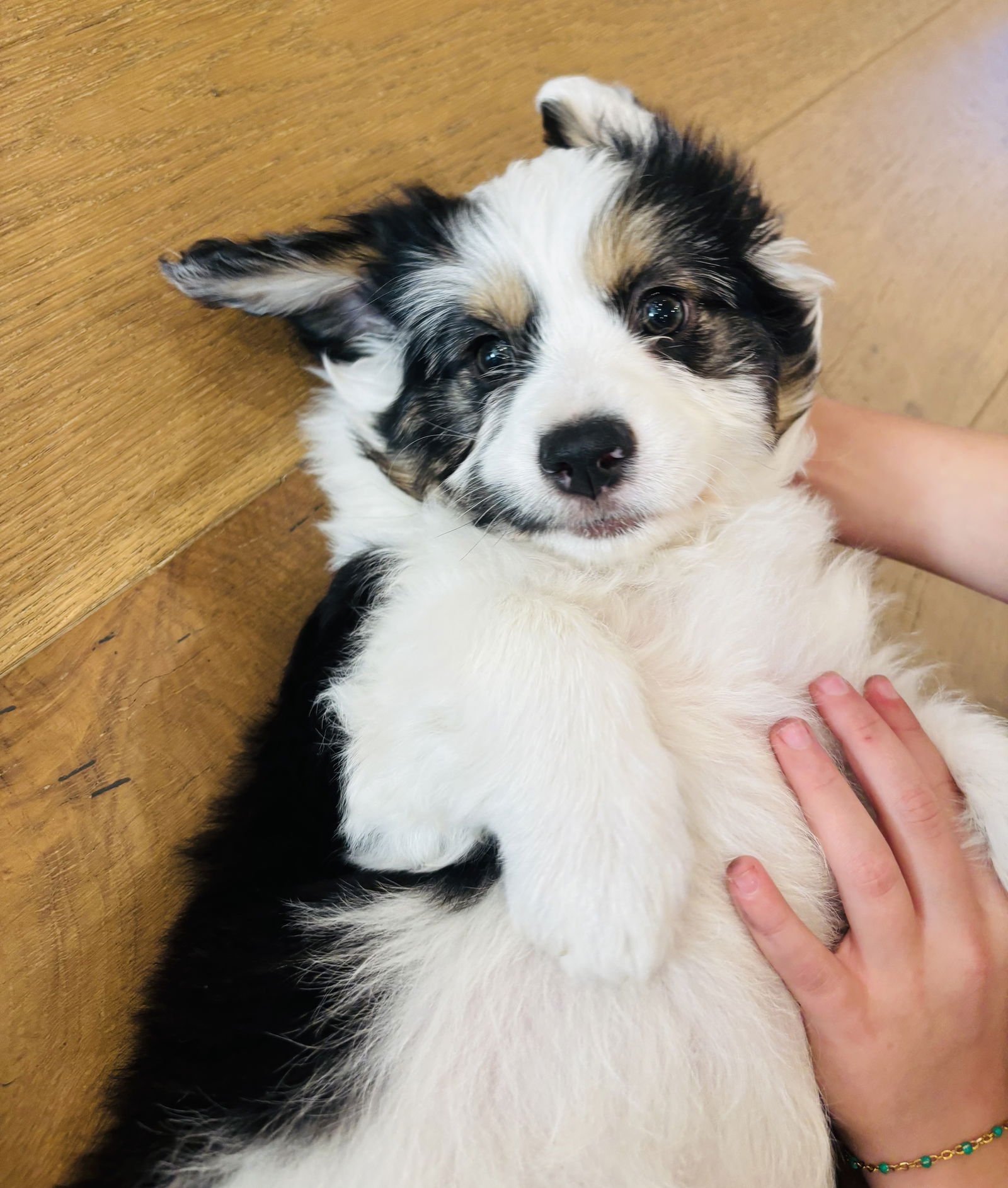 MOO - Collie available for adoption