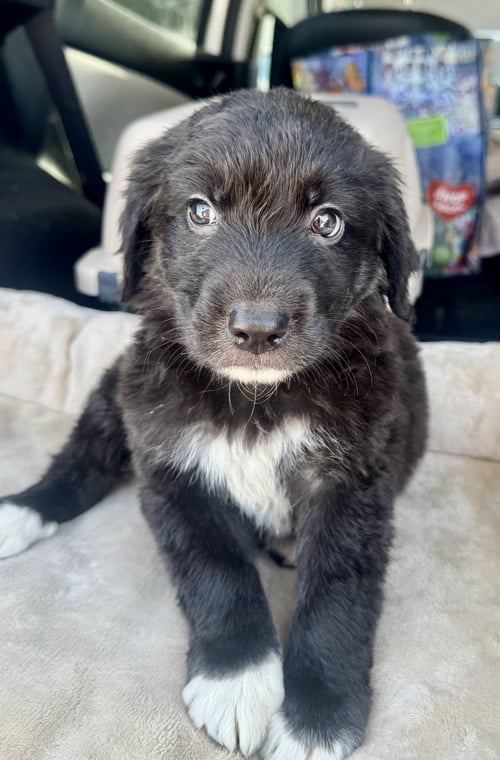 LITTLEFOOT - Labrador Retriever available for adoption