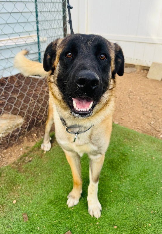 ARTHUR - Shepherd available for adoption