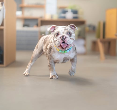CUPCAKE - Bulldog available for adoption