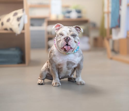 CUPCAKE - Bulldog available for adoption