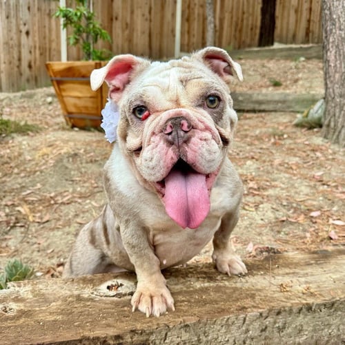 CUPCAKE - Bulldog available for adoption
