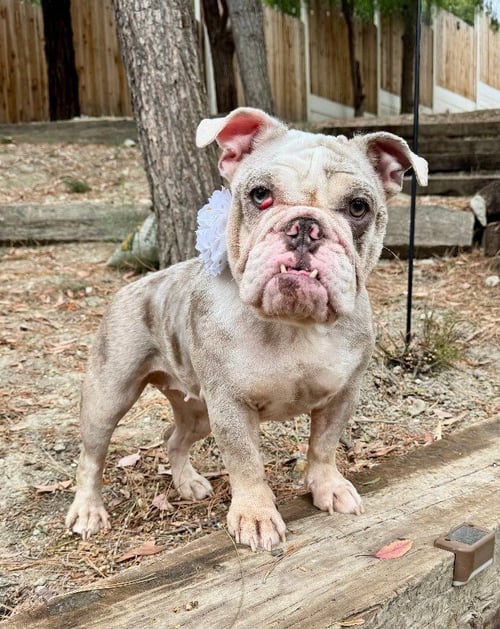 CUPCAKE - Bulldog available for adoption