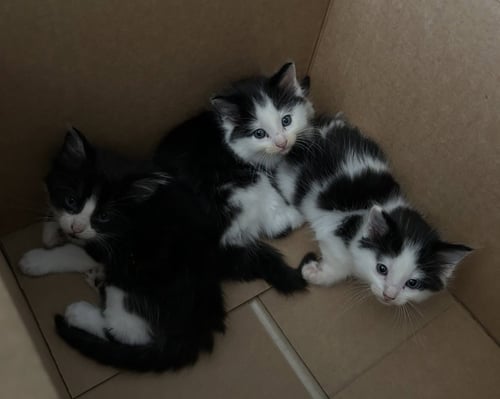 KITTENS CONTACT SYLVA