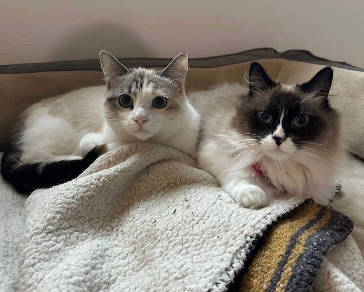 SHIMMER AND SPARKLE - Ragdoll available for adoption