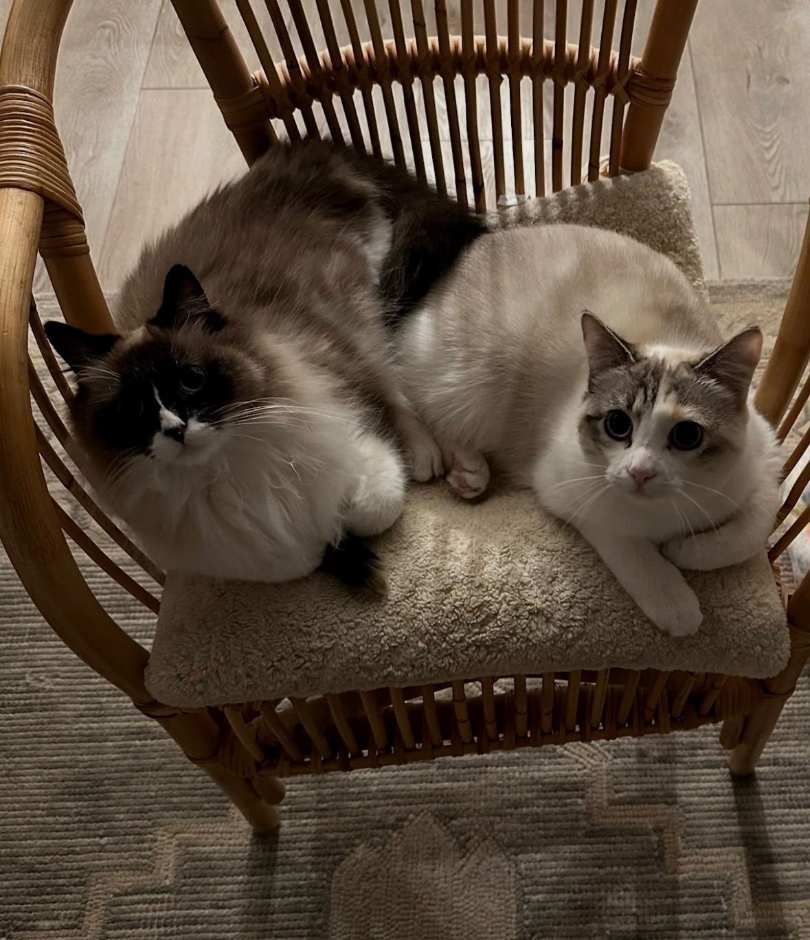 Shimmer and Sparkle - Photo 3