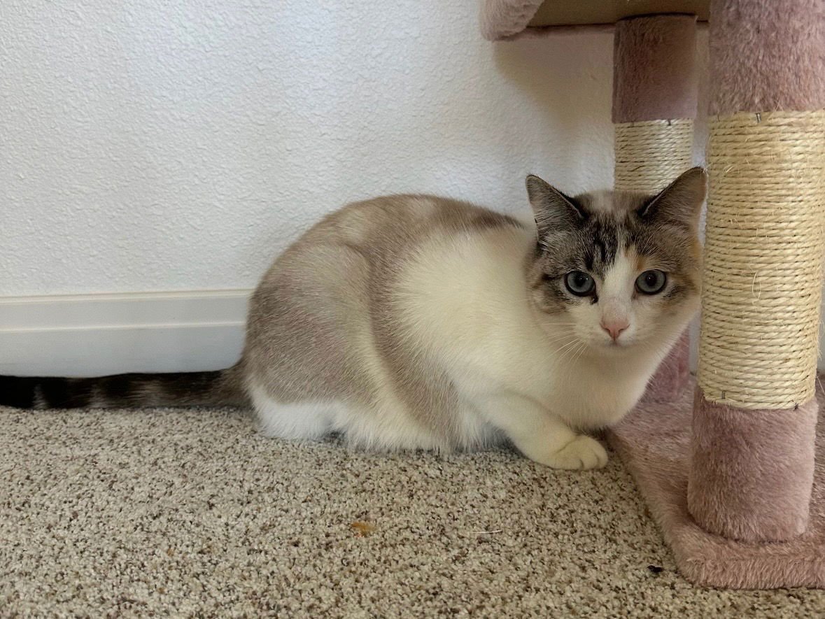 Shimmer and Sparkle - Photo 4