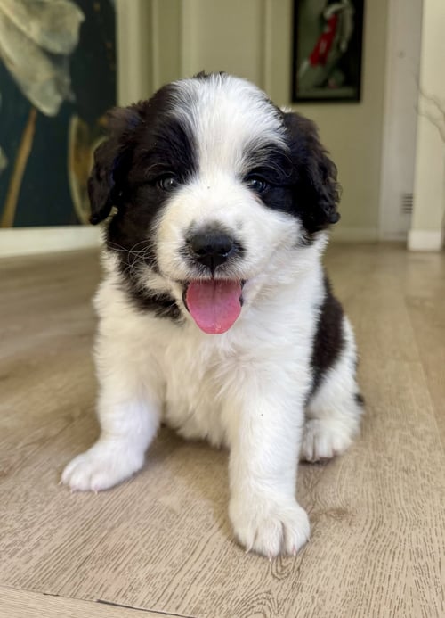 PANDA - Saint Bernard / Australian Shepherd available for adoption