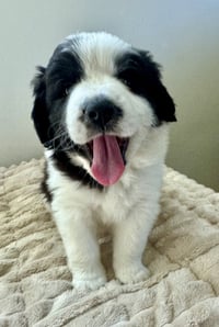 Panda - Photo 3
