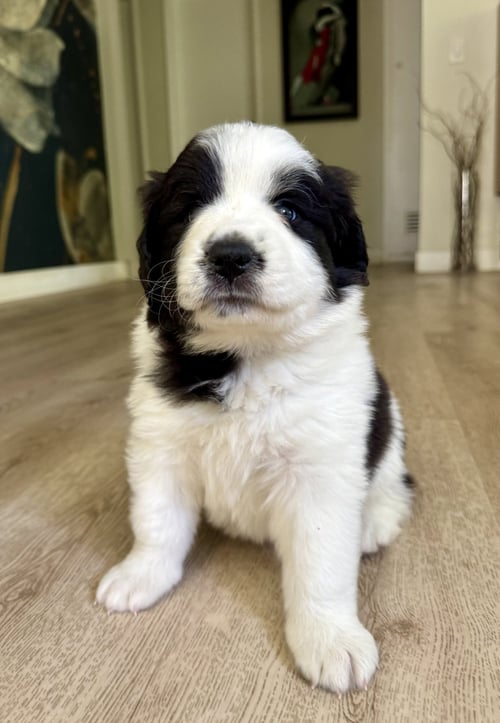 PANDA - Saint Bernard / Australian Shepherd available for adoption